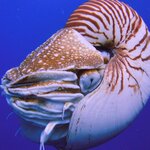 Nautilus Thorn